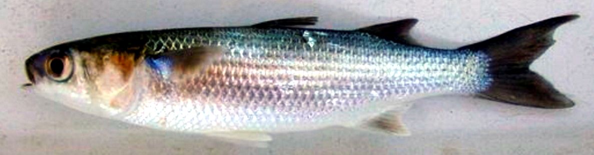 Mugil cephalus_03.jpg